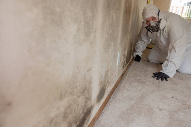 Best Mold Prevention Services  in Tifton, GA